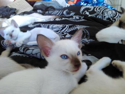 Lovely chocolate point kitten