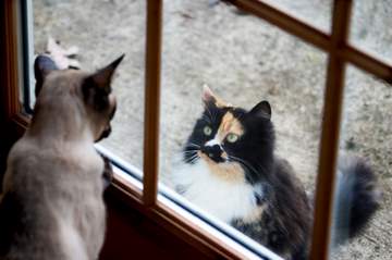Siamese Cat Adoption Finding Siamese Kittens For Adoption