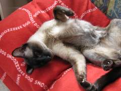 Siamese cat asking for a tummy rub