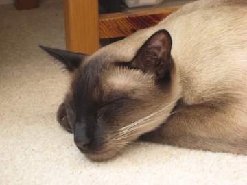 Life with Siamese Cats: An Owner's Guide