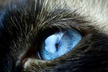 Siamese sales cat eyes