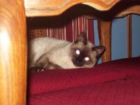 Chocolate point Siamese cat