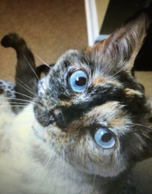 Close-up of a tortie point Siamese cat showing coloring and ice blue eyes.