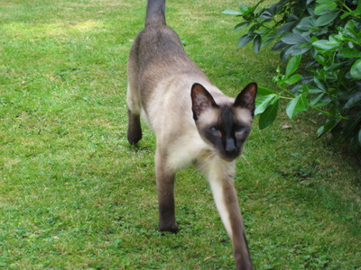 Siamese cat in garden Siamese cat in garden