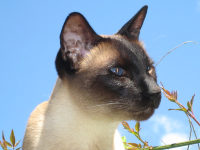 Siamese cat in close-up against blue sky Siamese cat in close-up against blue sky