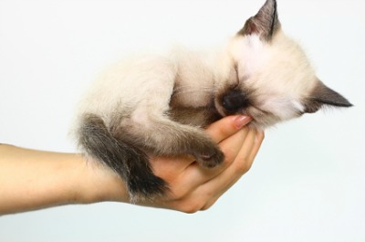 baby siamese cats