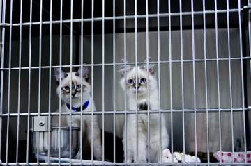 Siamese Rescue & Cat Adoption