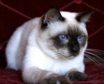 Siamese Kittens for Sale in Utah: Breeders List 2023 - Catster