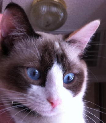 Cat with Snowshoe facial markings Cat with Snowshoe facial markings