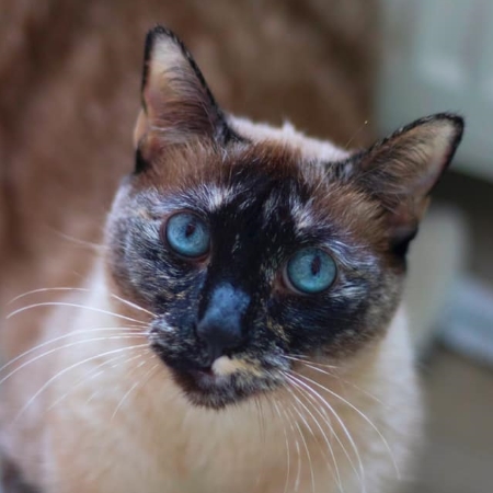 blue tortie point