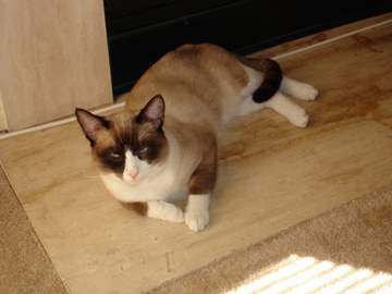 The Snowshoe Siamese or Snowshoe Cat