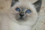 Siamese Kittens for Sale in Utah: Breeders List 2023 - Catster