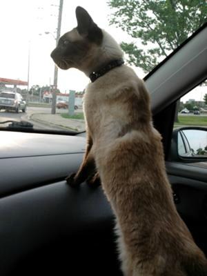 Siamese cat riding in car