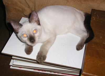 Mongkut aged six months