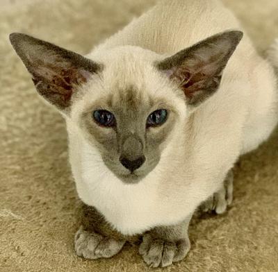 Blue point Siamese girl 