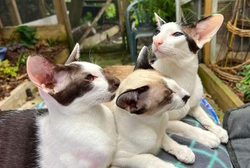 Tacodah Siamese & Orientals Tacodah Siamese & Orientals