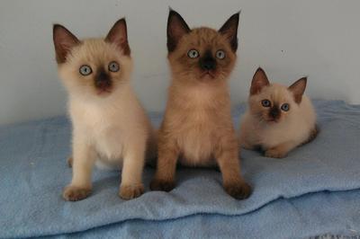 Tibetan cat breed cheap
