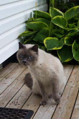 Blue point Siamese cat on deck in garden