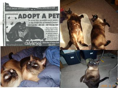 #4 The size of small dogs