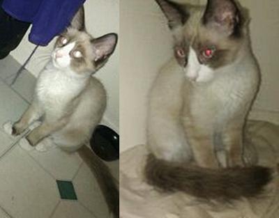 Lux - the flash doesn't show her blue eyes