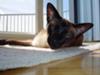 Sun-worshipper - Siamese cat in the sun
