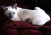 My lilac point Siamese, Dottie