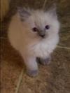 Beautiful Blue point Balinese kitten
