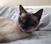 Belle, seal point Siamese