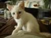 Jazz:  flame point Siamese