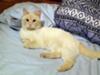 Emi - a Flame Point Siamese?
