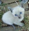 Tai-Tai as a kitten