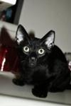 Black siamese sales