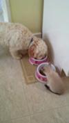 Blondie and Rosie eating together 