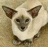 Blue point Siamese girl 