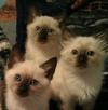 Our Traditional Longhair Siamese/Balinese