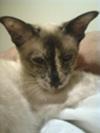 Seal tortie point Siamese