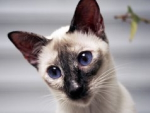 Tortie point Siamese cat (mottled orange/black points and mottled coat)
