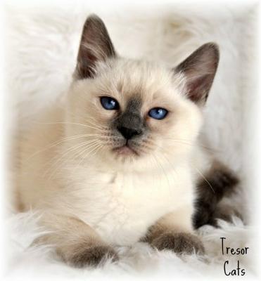 Blue Point Siamese