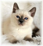 Siamese Kittens for Sale in Utah: Breeders List 2023 - Catster