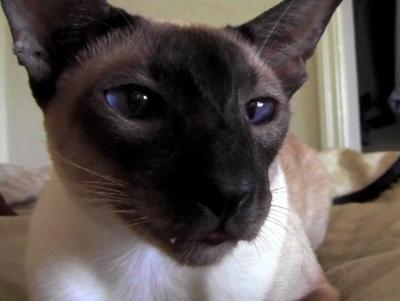Siamese cat sales claws