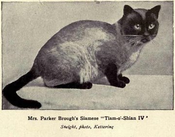 siamese cats types photos