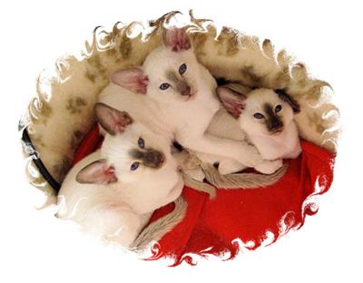 Tia's kittens at nine weeks old