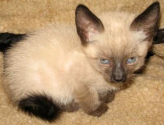 Seal point Siamese kitten