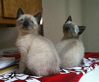 Seal point Siamese kittens