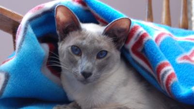 Blue point Siamese cat