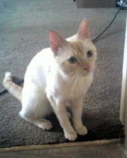 Flame point Siamese cat