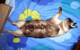 Resting Siamese cat