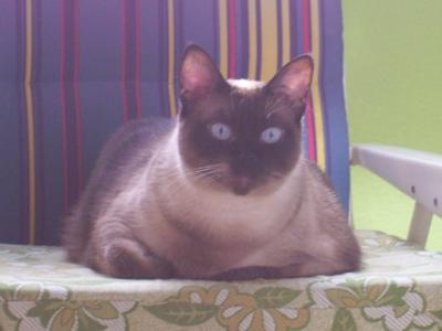 Siamese cat, seated