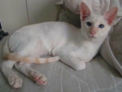 Flame point Siamese cat, Flash