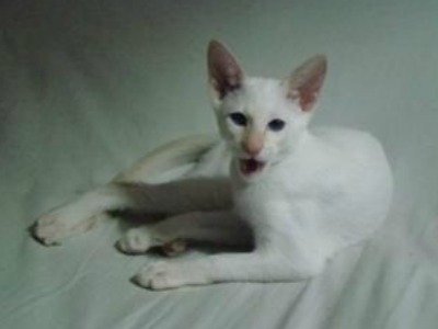 Flame Point Siamese cat, Flash